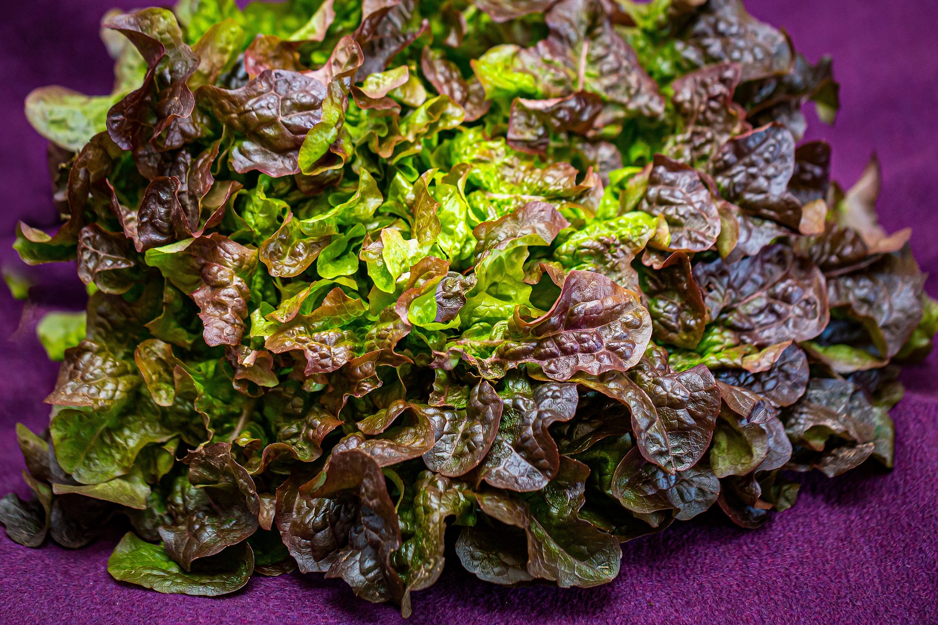 Salade feuille de chêne rouge