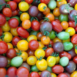 Tomates cerises