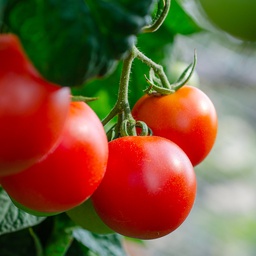 Tomates rouges