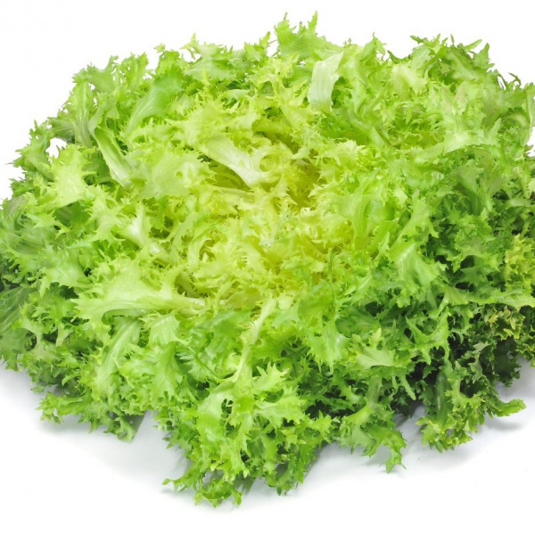 Chicorée frisée 1pce