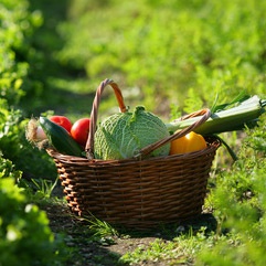 Panier de légumes - Petit (1 Personne)